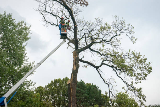 Best Tree Disease Treatment  in Holly Hills, CO