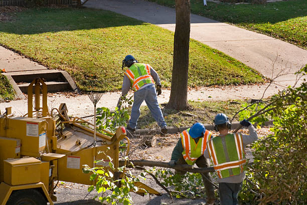 Best Tree Trimming and Pruning  in Holly Hills, CO