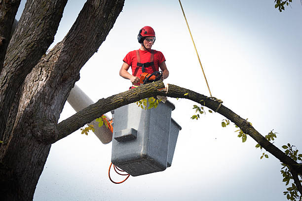 How Our Tree Care Process Works  in Holly Hills, CO