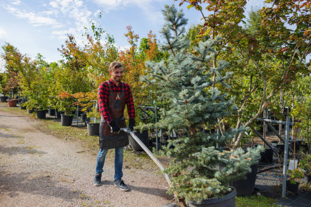 Best Commercial Tree Services  in Holly Hills, CO